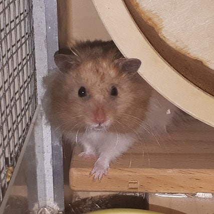 Goldhamster Mose Hamsterhilfe Südwest