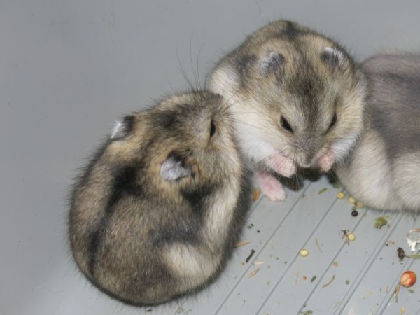 Hamsterhilfe Südwest Hybrid Agouti