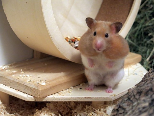 Hamsterhilfe Suedwest Goldhamster