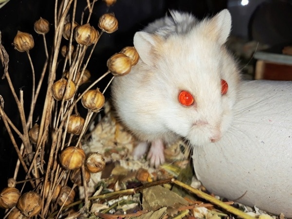 Hamsterhilfe Südwest Getrude