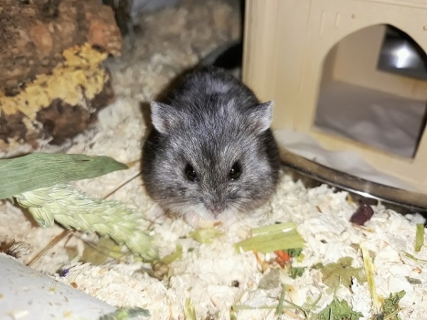 Hamsterhilfe Südwest Gabi