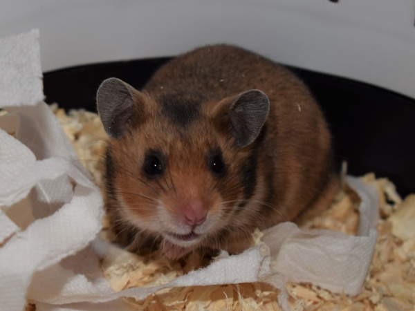 Hamsterhilfe Südwest Goldhamster