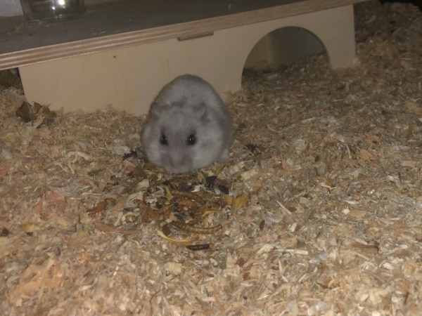 Hamsterhilfe Südwest Zwerghamster