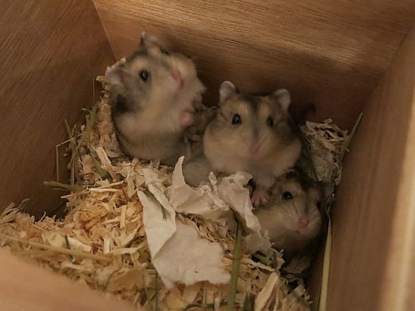 Hamsterhilfe Südwest Hybriden Agouti