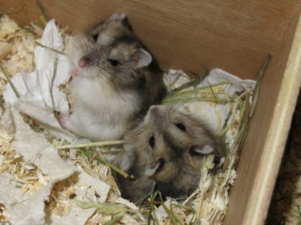 Hamsterhilfe Südwest Hybriden Agouti