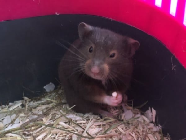 Toffee Hamsterhilfe Südwest Goldhamster