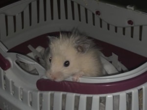 Teddyhamster Hamsterhilfe Südwest