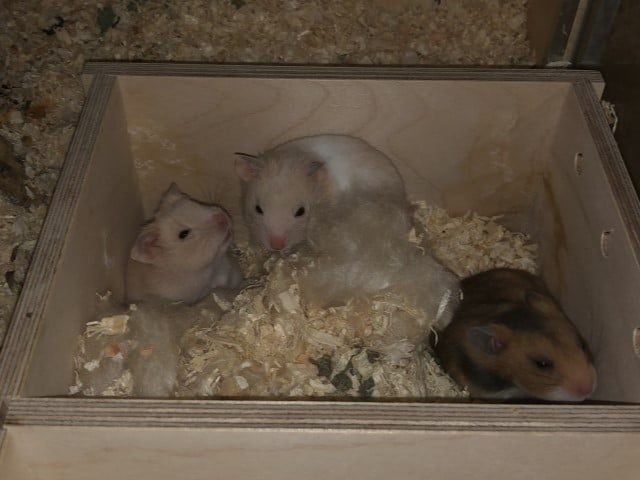 Hamsterhilfe Südwest Goldhamster Babies