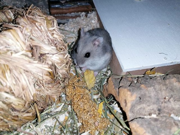 Hamsterhilfe Südwest