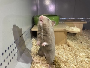 Hamsterhilfe Südwest Ronja