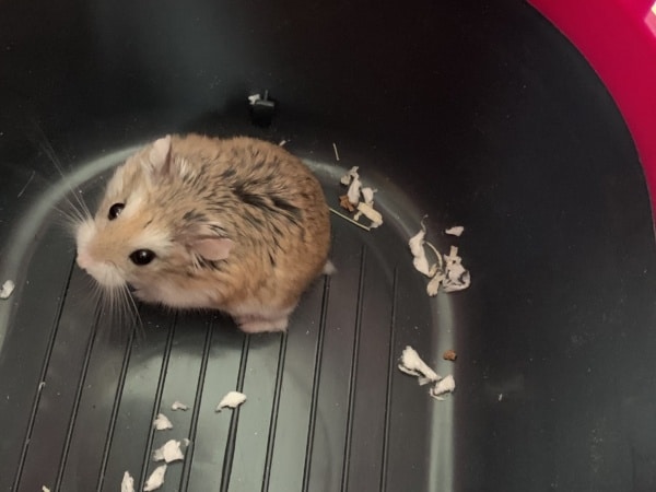 Hamsterhilfe Südwest Mulli