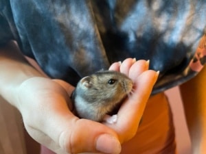 Hamsterhilfe Südwest Siegbert