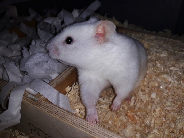 Hamsterhilfe Südwest Mademoiselle