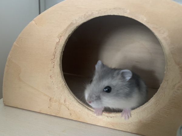 Hamsterhilfe Südwest Nosy