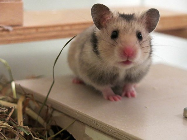 Hamsterhilfe Südwest