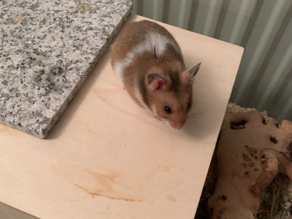 Hamsterhilfe Südwest Giovanni