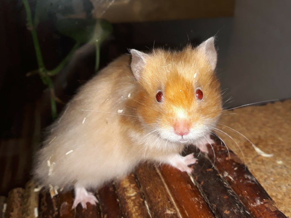 Hamsterhilfe Südwest Teddyhamster