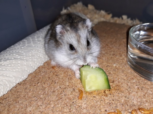 Hamsterhilfe Südwest Zwerghamster