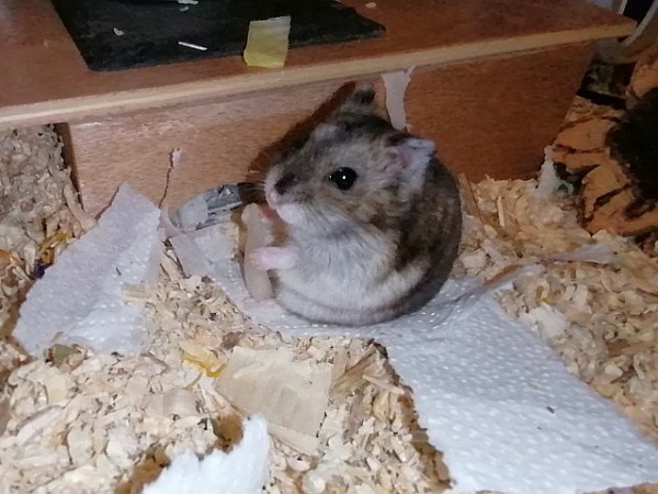 Hamsterhilfe Südwest