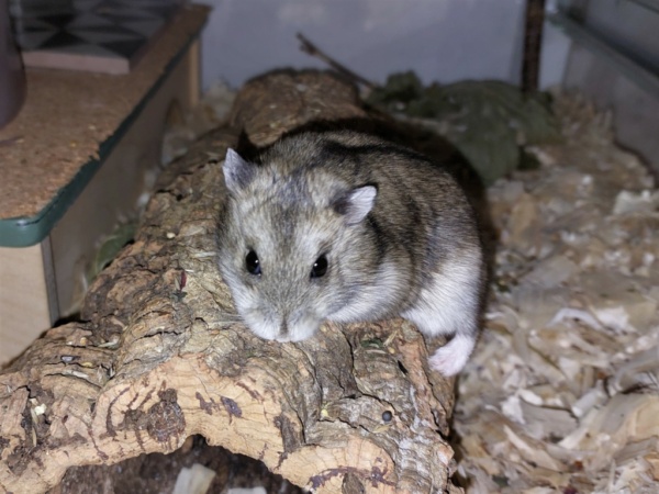 Zwerghamster Hamsterhilfe Süwest