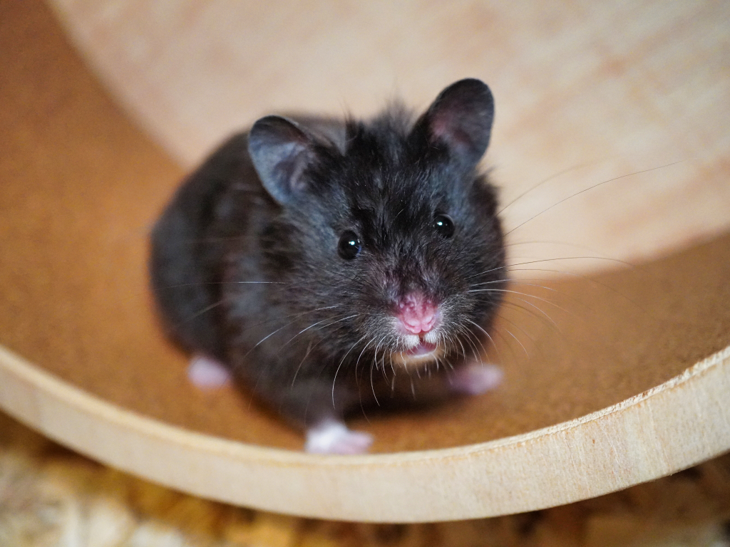 Teddyhamster Vea der Hamsterhilfe Südwest