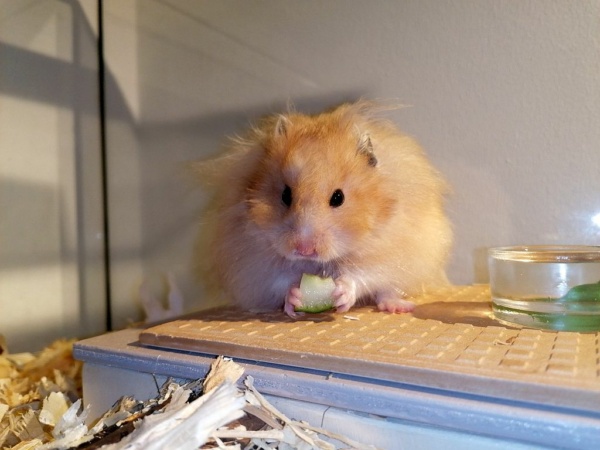 Hamsterhilfe Südwest Teddyhamster Yellow Banded