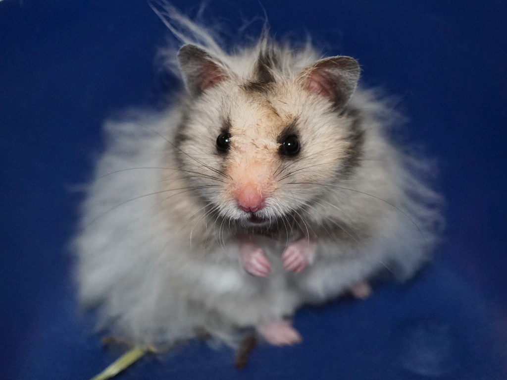 Teddyhamster Freddy von der Hamsterhilfe Südwest