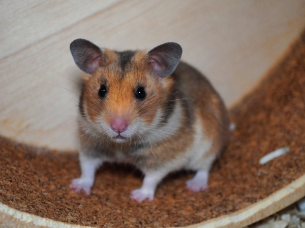 Goldhamster Meva von der Hamsterhilfe Südwest