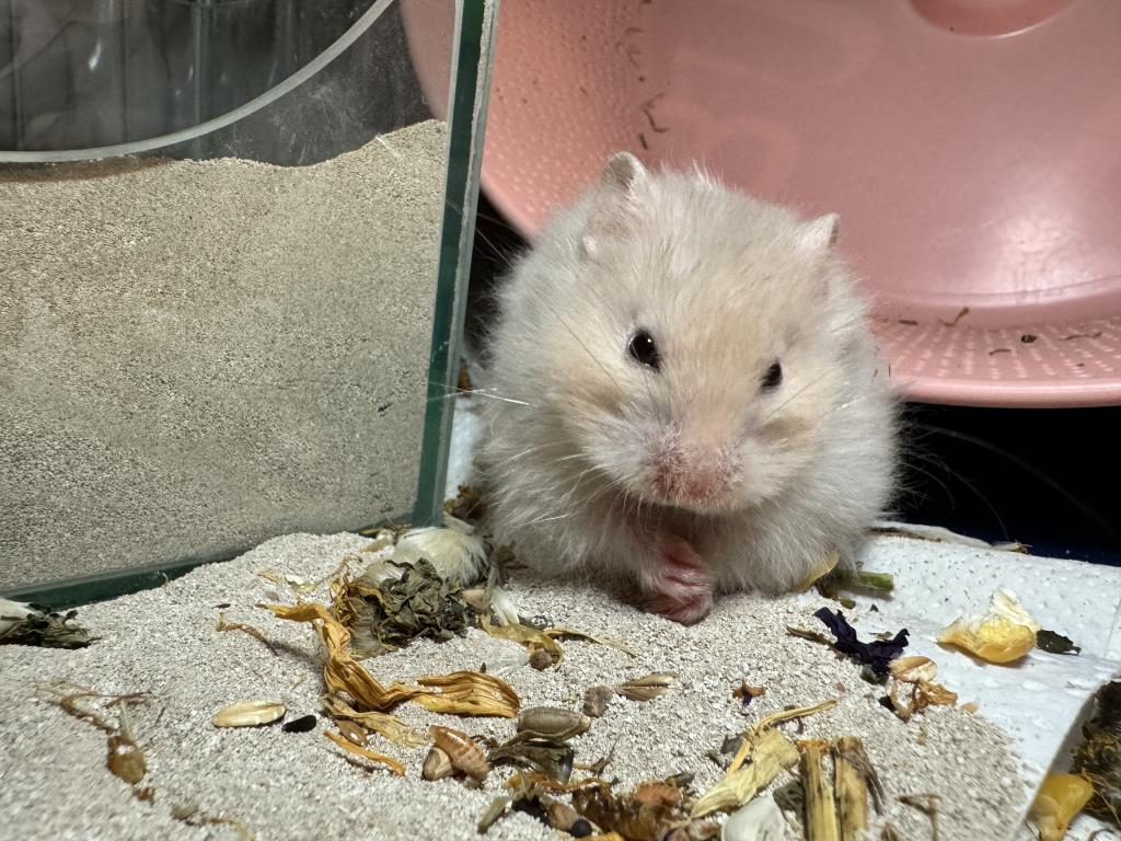 Teddyhamster Miffy von der Hamsterhilfe Südwest