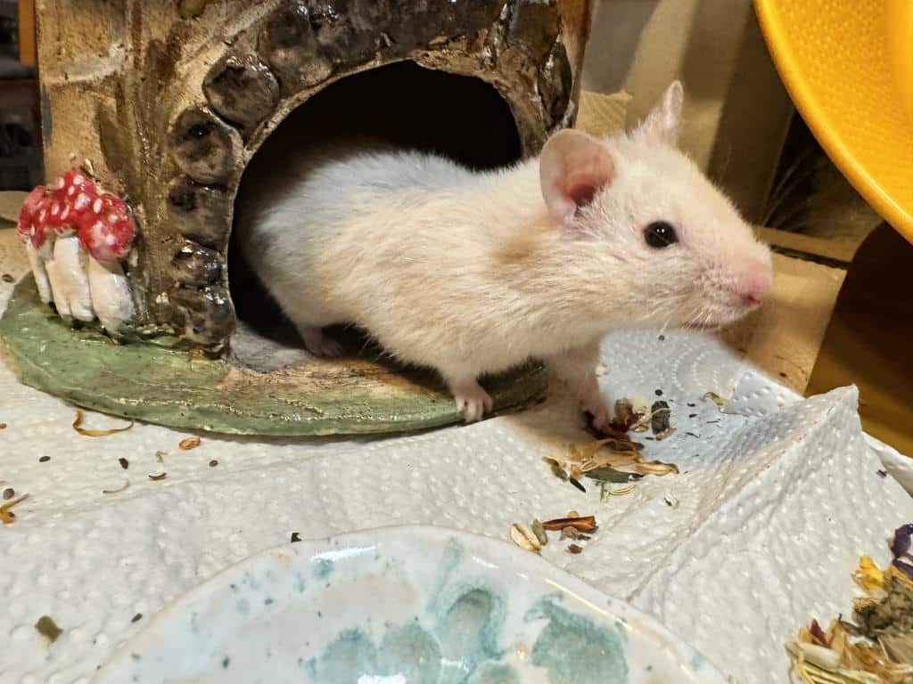 Goldhamster Mrs Maisel von der Hamsterhilfe Südwest