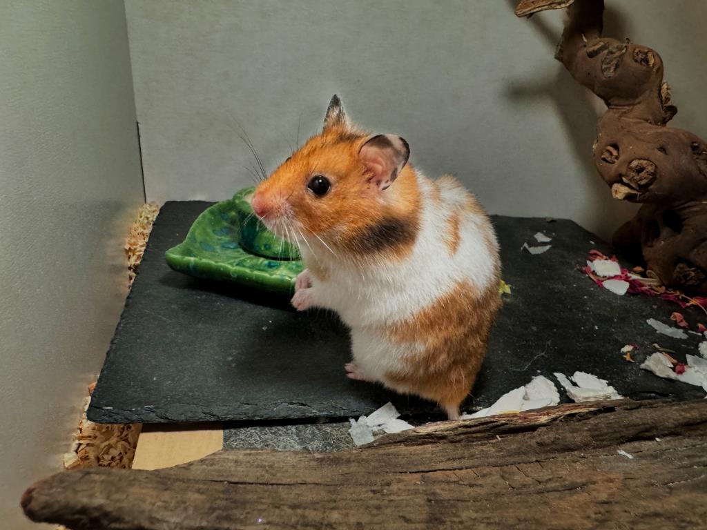 Goldhamster Kleo von der Hamsterhilfe Südwest