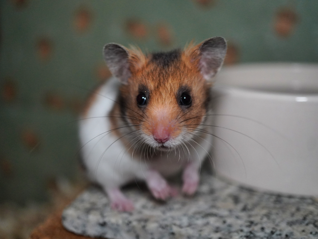 Goldhamster Kenji von der Hamsterhilfe Südwest