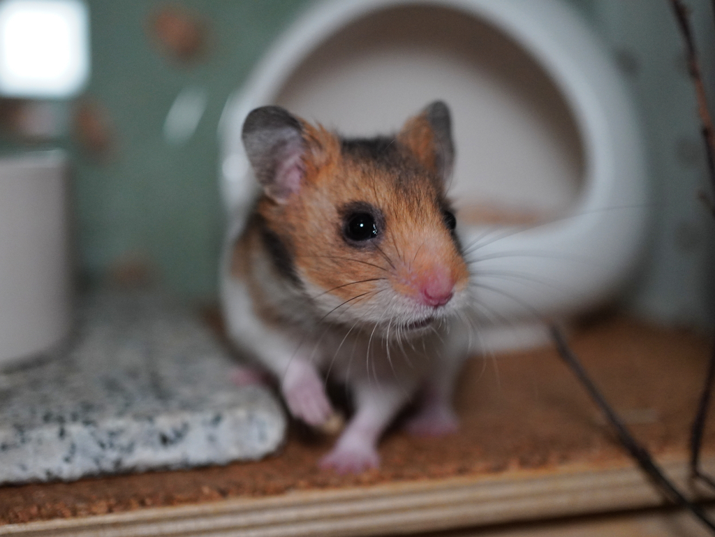 Goldhamster Kenji von der Hamsterhilfe Südwest