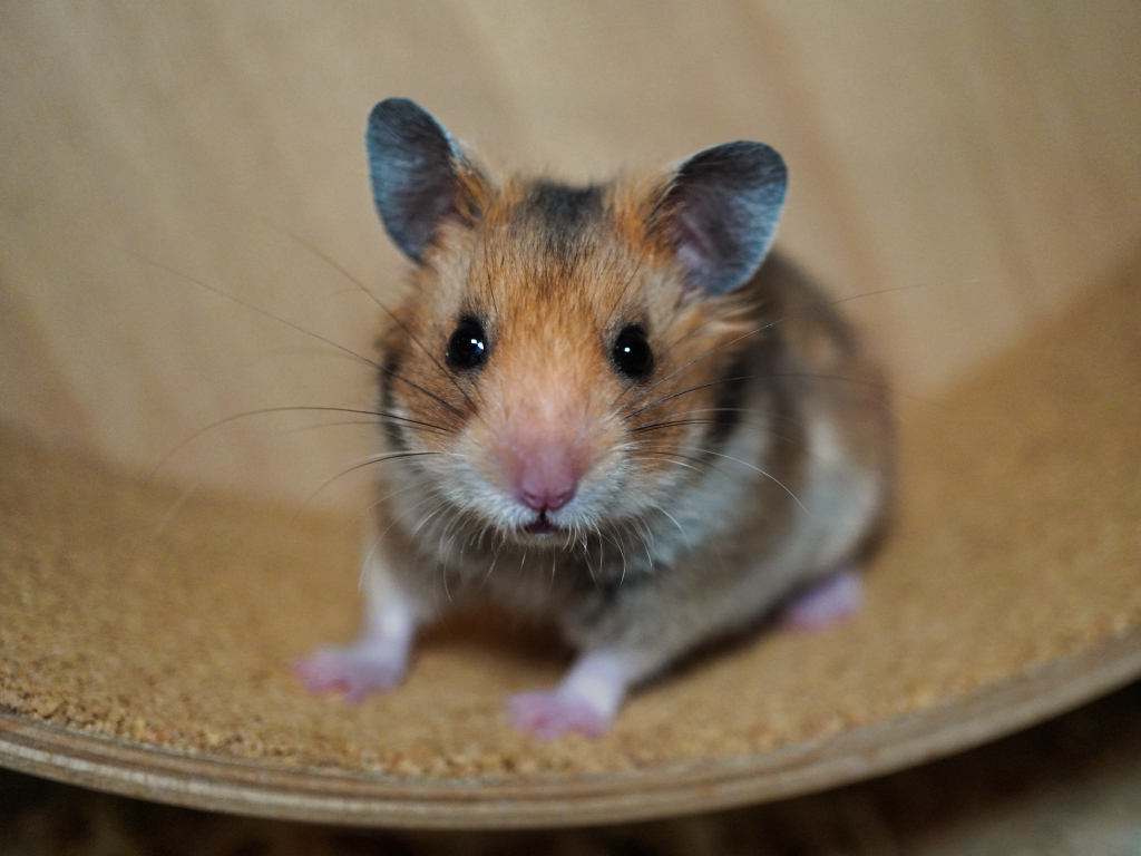 Goldhamster Kenta von der Hamsterhilfe Südwest