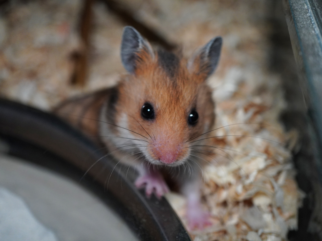 Goldhamster Kenta von der Hamsterhilfe Südwest