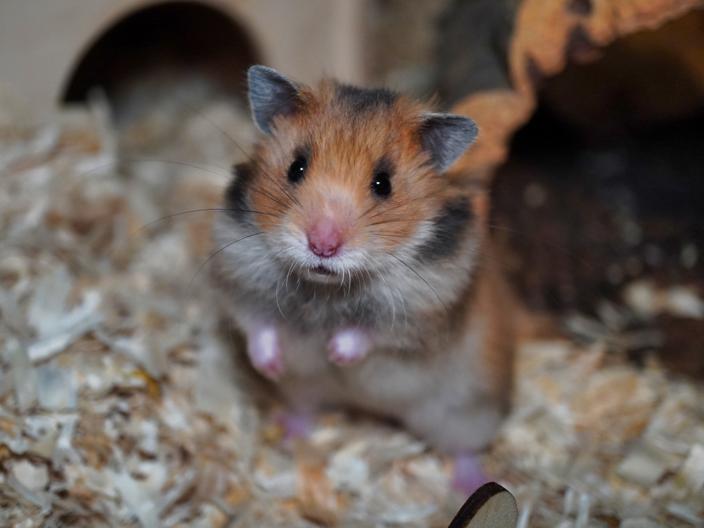 Teddyhamster Kiyora von der Hamsterhilfe Südwest