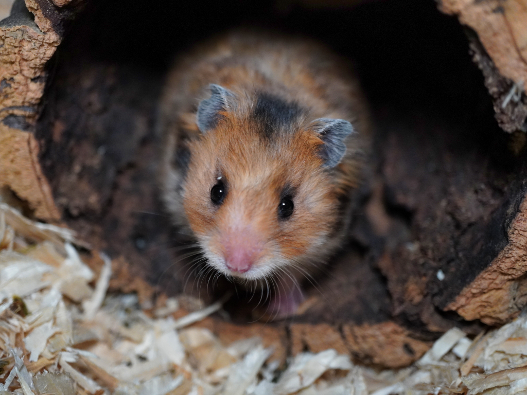 Teddyhamster Kiyora von der Hamsterhilfe Südwest