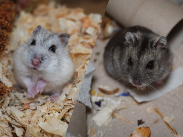 Zwerghamster Tiam und Tabia von der Hamsterhilfe Südwest