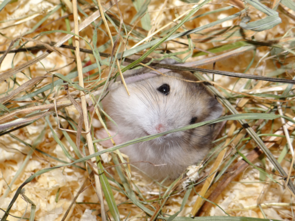 Hamsterhilfe Südwest Murmel