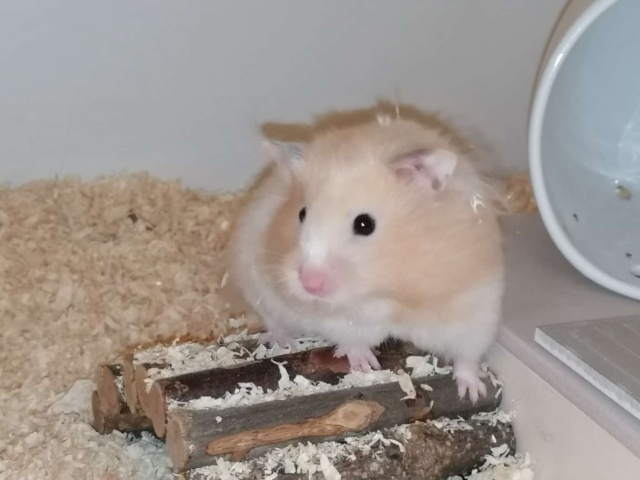 Hamsterhilfe Südweset Tedyhamster Cream Banded