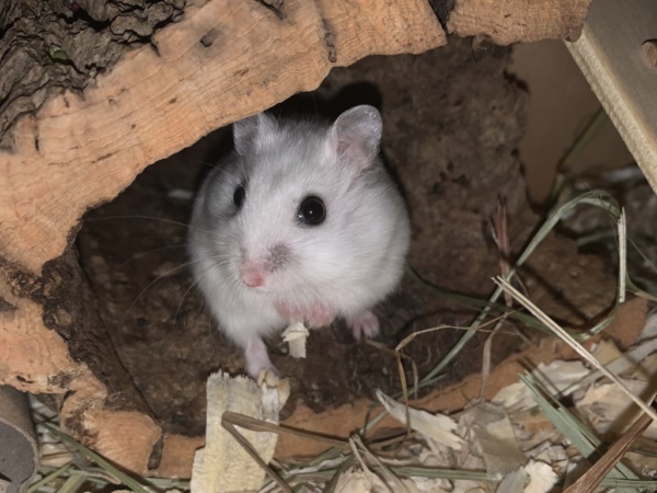 Hamsterhilfe Südwest Dsungaren-Hybrid