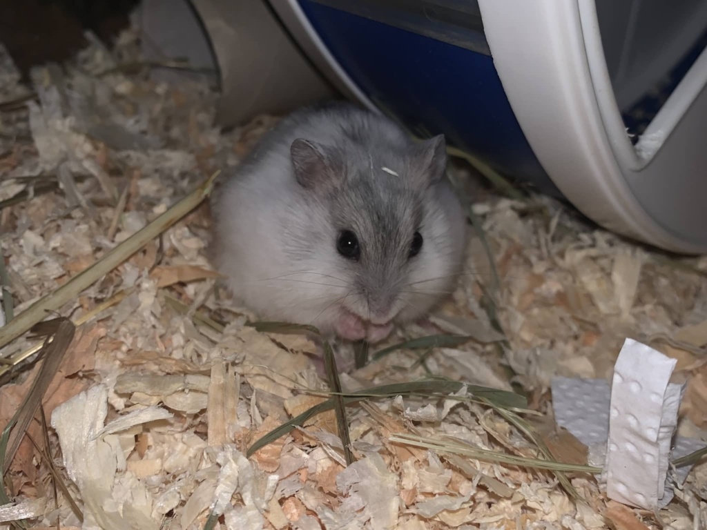 Dsungaren-Hybrid Hamsterhilfe Südwest