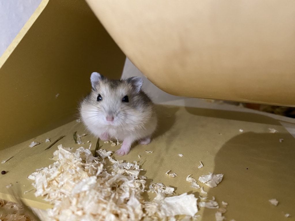 Hamsterhilfe Südwest Murmel