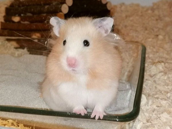 Hamsterhilfe Südwest Teddyhamster Cream Banded