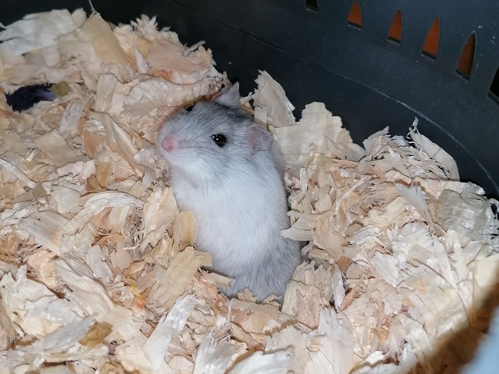 Hamsterhilfe Suedwest