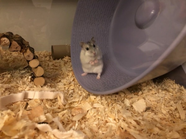 Hamsterhilfe Südwest Dsungaren Hybrid